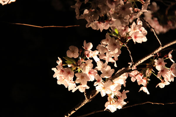 天神中央公園の桜