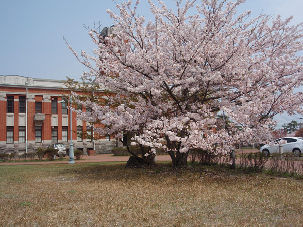 京都大学理学部地球物理学研究所の桜
