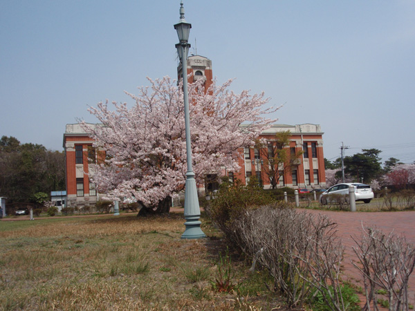 京都大学理学部地球物理学研究所の桜