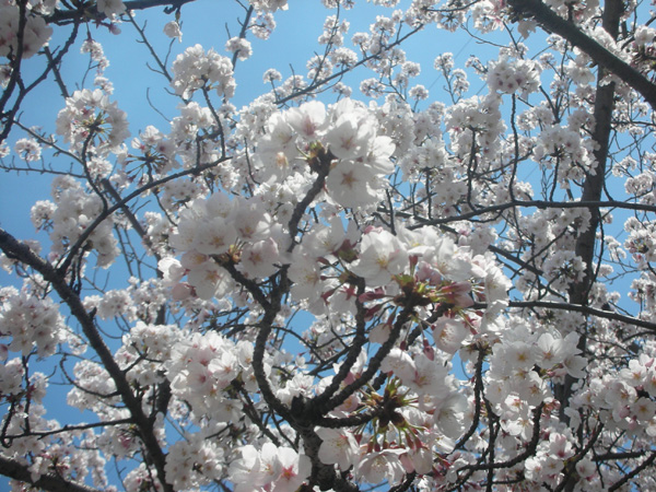 大分県大分市の平和公園の桜