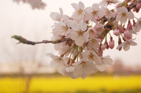 大分県大分市の平和公園の桜