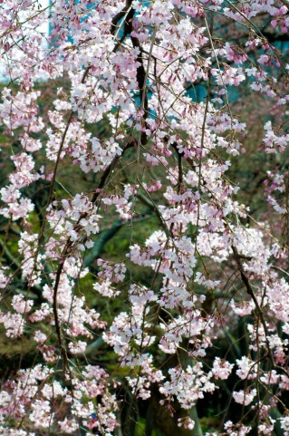 大分県大分市の平和公園の桜