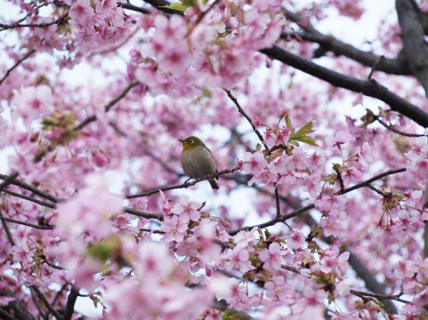 大分県大分市の平和公園の桜