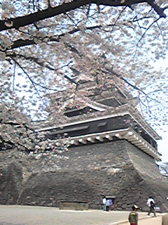 熊本城の桜