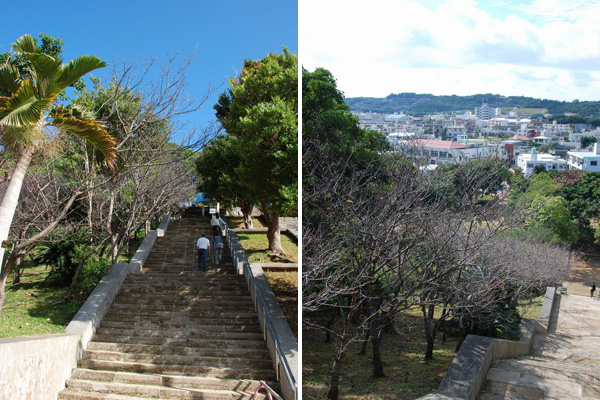 沖縄の寒緋桜