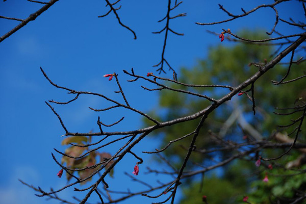 沖縄の寒緋桜
