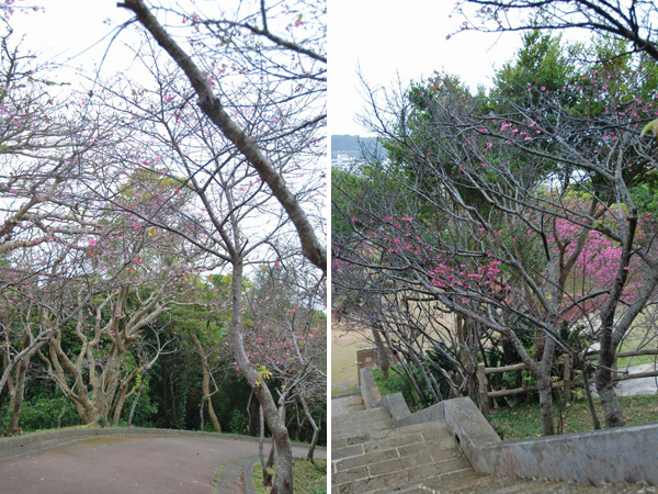 嘉数高台公園の寒緋桜