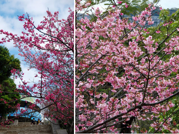 嘉数高台公園の寒緋桜