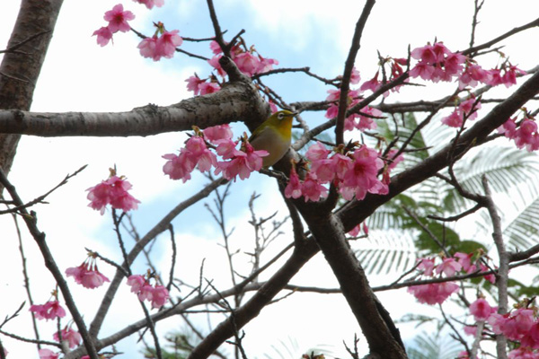 嘉数高台公園の寒緋桜