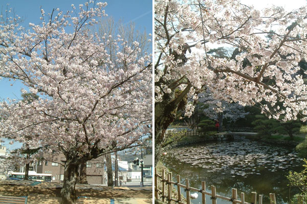 道後温泉の桜