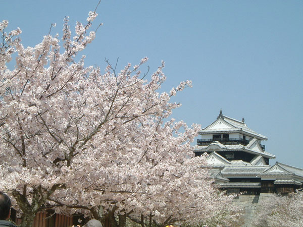松山城の桜