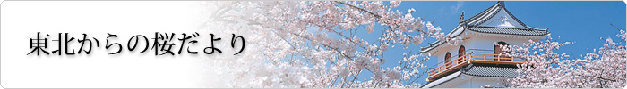 東北からの桜だより