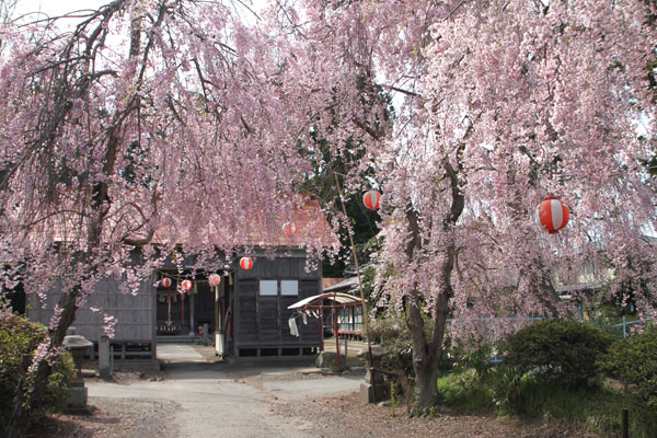 名取市からの桜だより