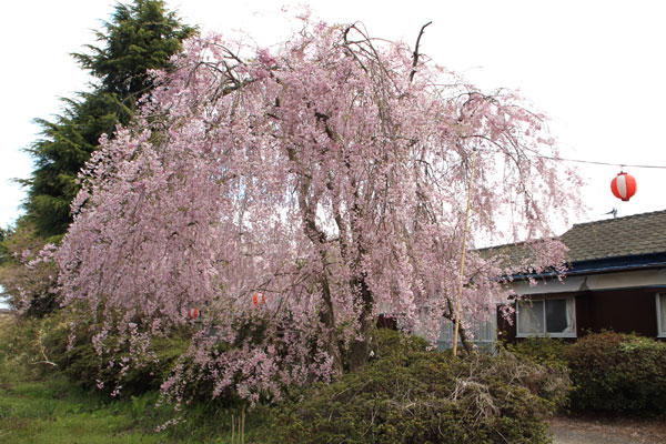名取市からの桜だより