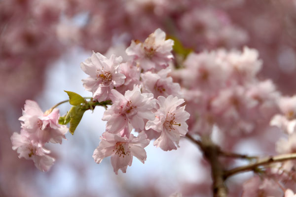 名取市からの桜だより