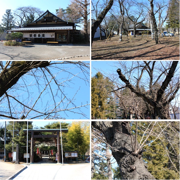 西公園の桜