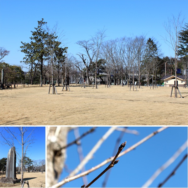 西公園の桜