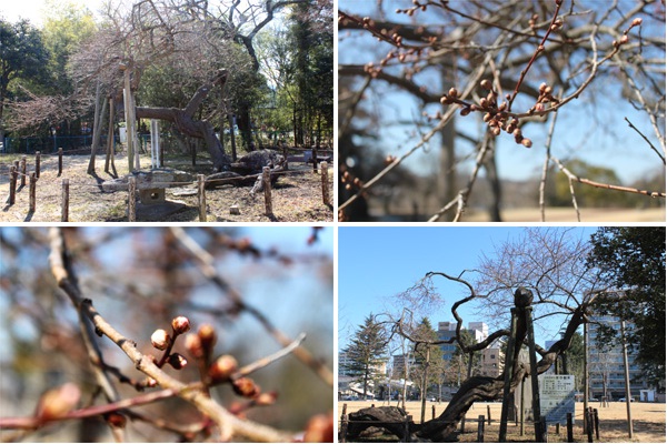 西公園の桜