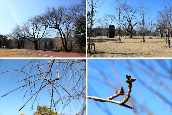 西公園の桜