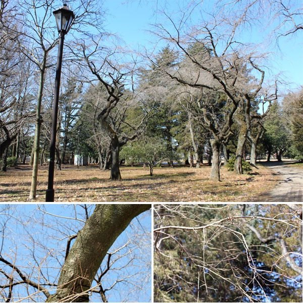 西公園の桜