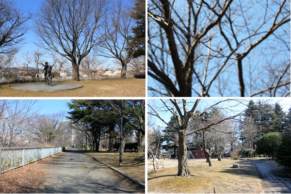 西公園の桜