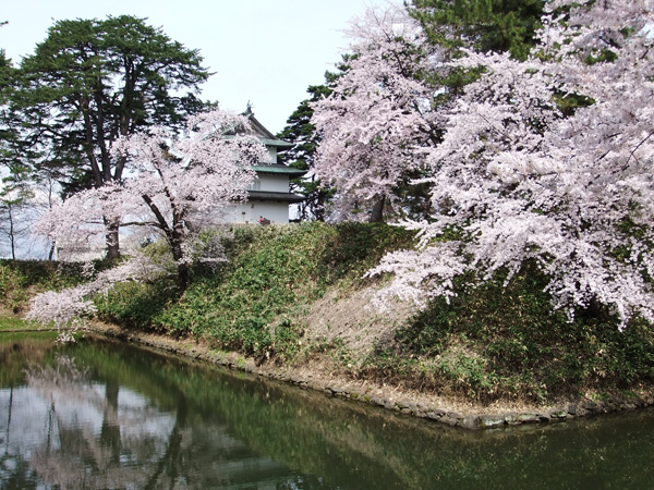 弘前の桜