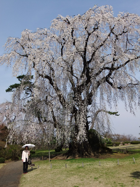 弘前の桜