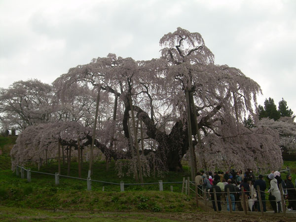 三春の滝桜