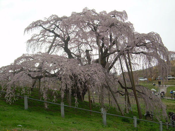 三春の滝桜