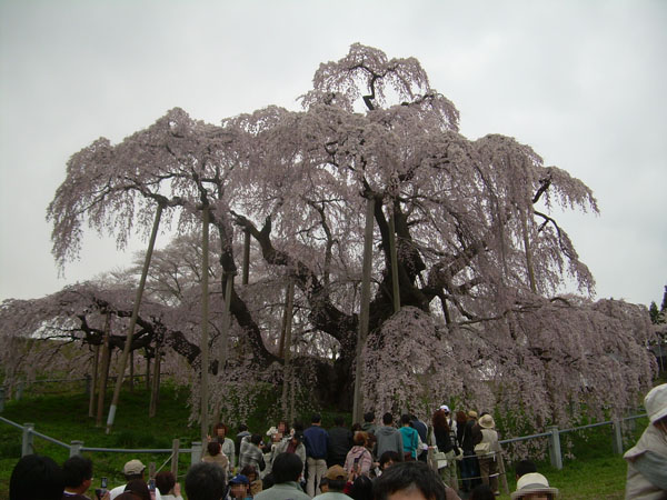 三春の滝桜