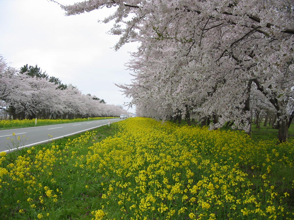 桜並木と菜の花ロード