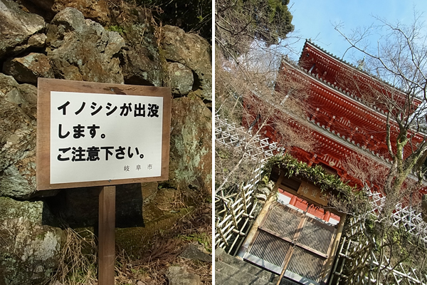 金華山中腹の三重の塔
