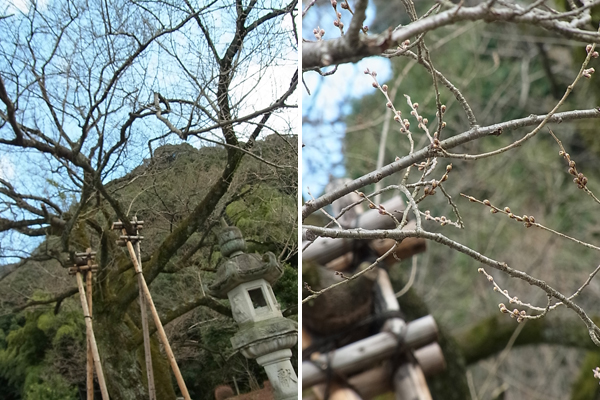 鵜飼桜