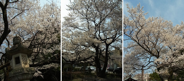 鵜飼桜（江戸彼岸桜）
