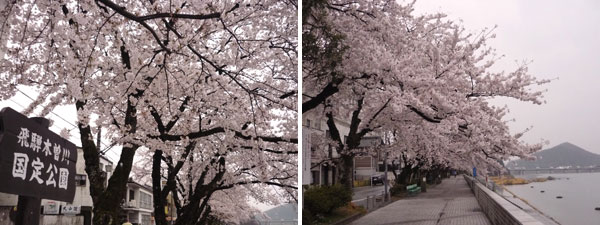 犬山城の桜