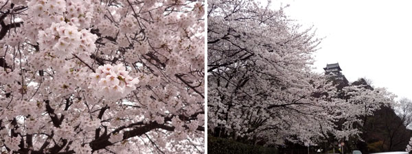 犬山城の桜