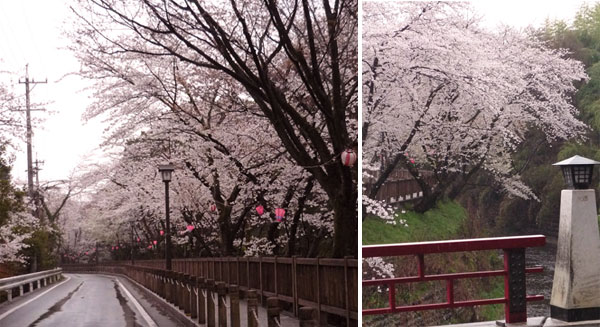 犬山城の桜