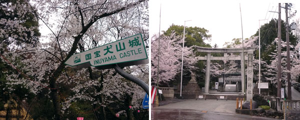 犬山城の桜