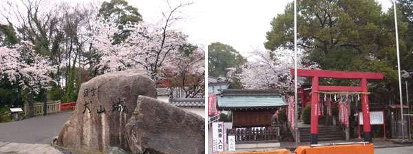 犬山城の桜