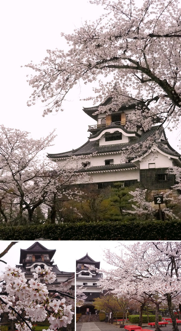 犬山城の桜