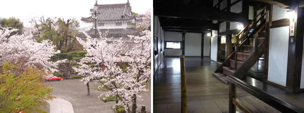 犬山城の桜