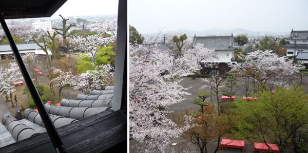 犬山城の桜