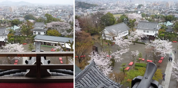 犬山城の桜