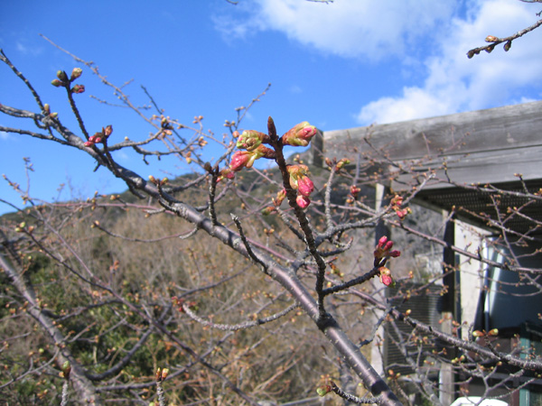 堂ヶ島の河津桜