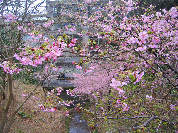 堂ヶ島の河津桜