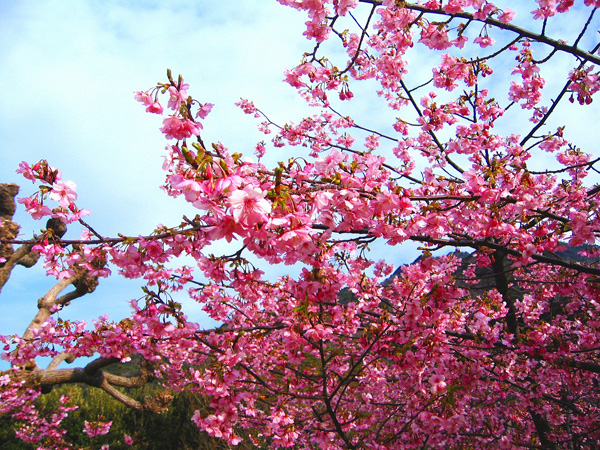 堂ヶ島の河津桜