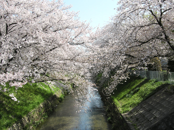 名古屋市中心の堀川の御用水路街園の桜