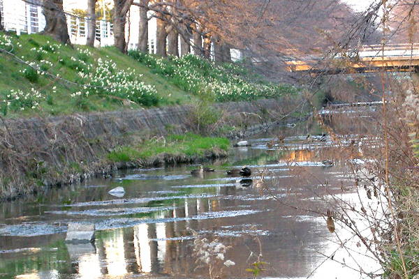 土手沿いの水仙