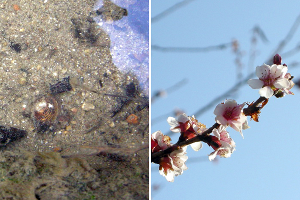 川底の生物と四季桜