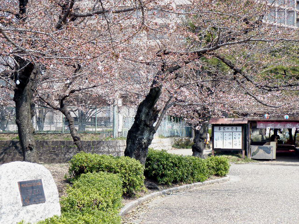 鶴舞公園の桜